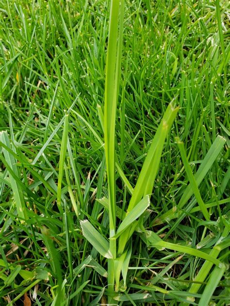 How to get rid of Fescue from a lawn — BBC Gardeners' World Magazine