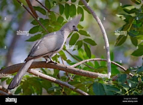 Grey go-away-bird, Corythaixoides concolor, grey lourie detail portrait in the green vegetation ...