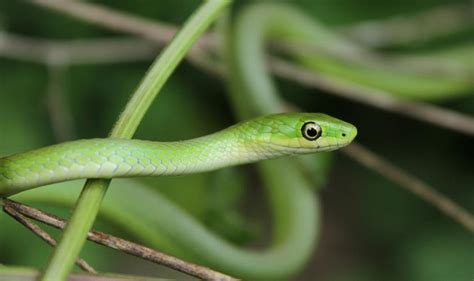 Information About The Green Snake - British Pet Insurance