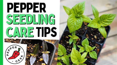 Pepper Seedling Care Tips - Keep Young Pepper Plants Happy - Pepper ...