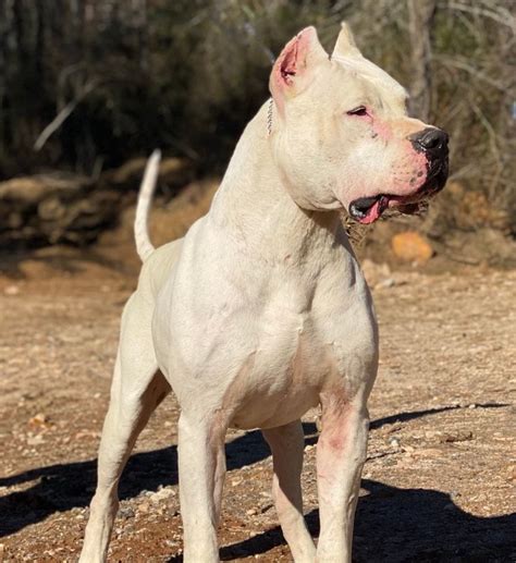 World Class Dogo Argentino Training Academy - Dogo Argentino Breeders | Dogo argentino dog, Dog ...