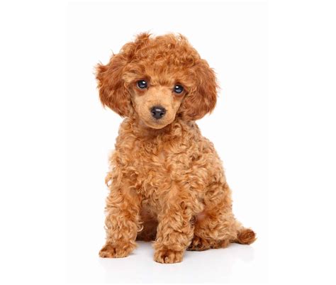 Are Toy Poodles Ok With Babies