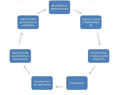 Onchocerca volvulus Life cycle, Morphology, Symptoms, Diagnosis and Treatment - Jotscroll