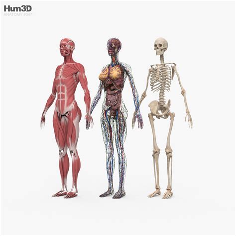 완전한 인체 해부학(여자) 3D 모델 - 다운로드 Anatomy on 3DModels.org