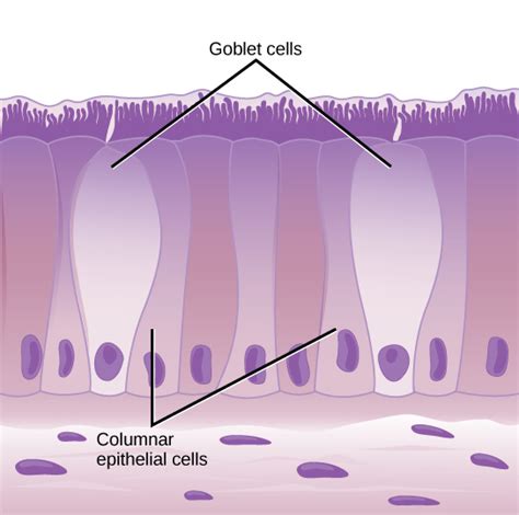 33.7: Animal Primary Tissues - Epithelial Tissues - Biology LibreTexts