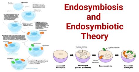 Endosymbiotic Theory Definition And Evidence Biology - vrogue.co