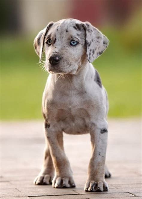 American Leopard Hound Mix Puppies for Sale | Lancaster Puppies