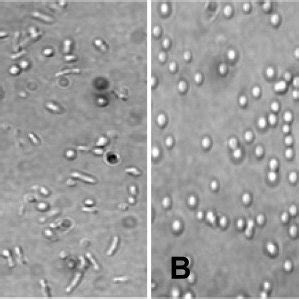 (PDF) Recombinant gas vesicles from Halobacterium sp. displaying SIV peptides demonstrate ...