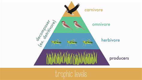 Energy conversion efficiency for ecosystem trophic levels