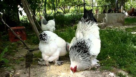 Brahma Chicken Breed – Everything You Need to Know