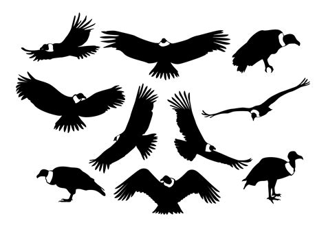 Cóndor Siluetas Vector Animal Silhouette, Silhouette Vector, Condor Des ...