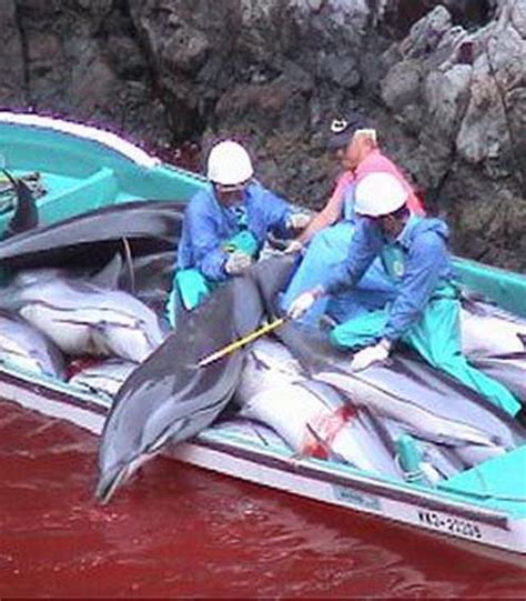 Dolphin crisis in Japan - Yumi To Lesson.com