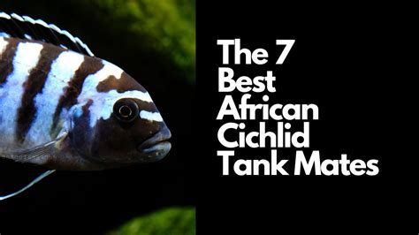 The 7 Best African Cichlid Tank Mates 🐟 - YouTube