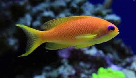 Lyretail Anthias (Female) - Reef Fish Wholesalers Pty Ltd