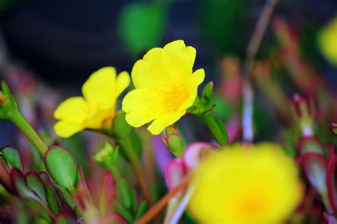 Yellow Flowers Background 3 Free Stock Photo - Public Domain Pictures