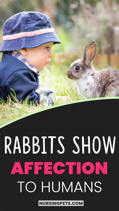 Male vs female rabbits what are the differences – Artofit