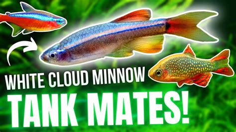 Top 5 Tank Mates For White Cloud Mountain Minnows - YouTube