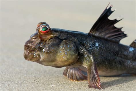 West African Mudskipper, Guinea Bissau, Africa Photograph by Pedro Narra / Naturepl.com