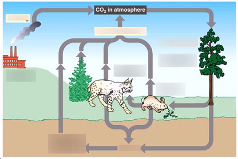 The Carbon/Oxygen Cycle Diagram Diagram | Quizlet