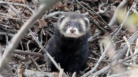 European Polecat | MarkEisingBirding