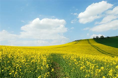 Culture of canola stock image. Image of crop, shoots - 16721627