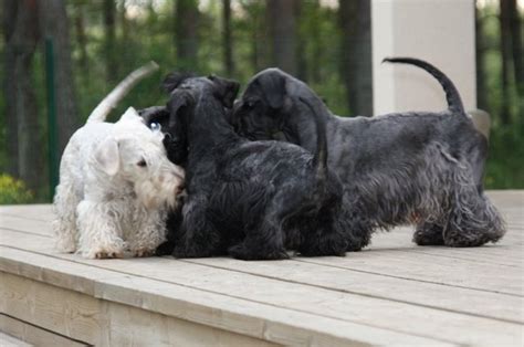 Cesky Terrier Info, Temperament, Puppies, Pictures