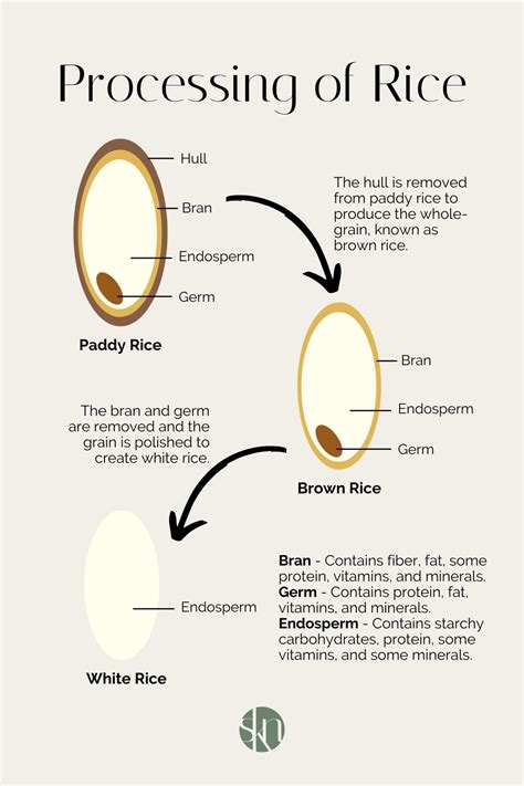 Brown Rice vs. White Rice: Which is Healthier?