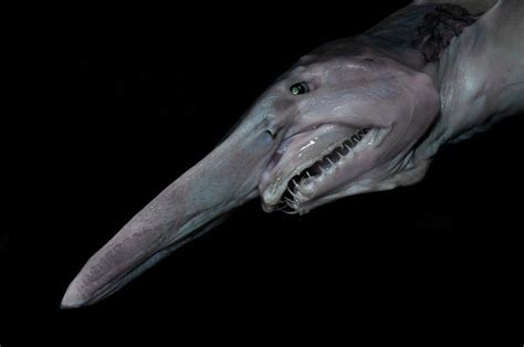 Goblin Shark | Scary sea creatures, Weird sea creatures, Deep sea creatures