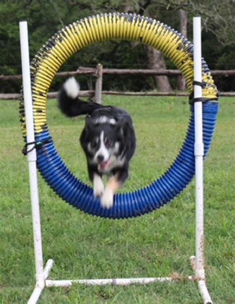 Dog Obstacle Course Demonstrations Coming to the Heritage Festival ...