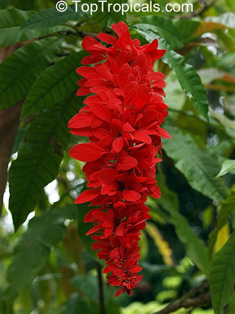 Warscewiczia ( Warszewiczia ) coccinea, Wild Poinsettia, Chaconia, Pride of Trinidad