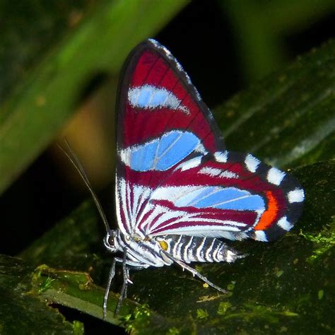 Geometer moth, Erateina sp., Geometridae Most Beautiful Butterfly ...