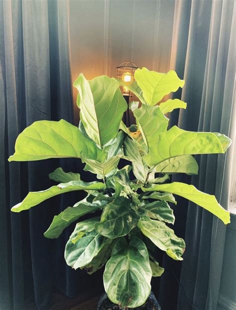 Fiddle Leaf Fig Plant |FicusLyrata Plants For Sale | Plantz | Fiddle ...