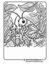 14 Cricket Coloring Pages  Free Download PDF 🦗 Animal sketch template