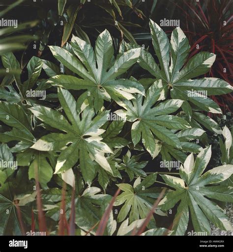 Botany - Araliaceae - Variegated Japanese Aralia (Fatsia japonica or ...