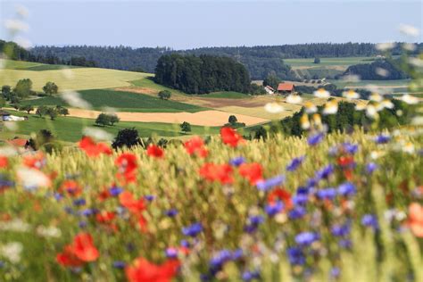 Why does biodiversity matter for agriculture? - TheScienceBreaker