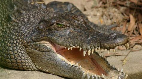 Do Crocodiles Really Shed Fake Tears? The Real Story Behind Crocodile Tears