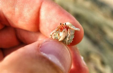 Hermit Crab - Description, Habitat, Image, Diet, and Interesting Facts