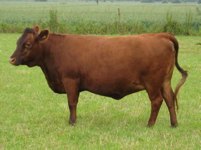 Breed Information about Dexter Cattle in the United Kingdom