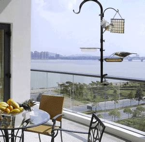 Balcony Bird Feeder Guide: Everything You Need to Know - Balcony Boss