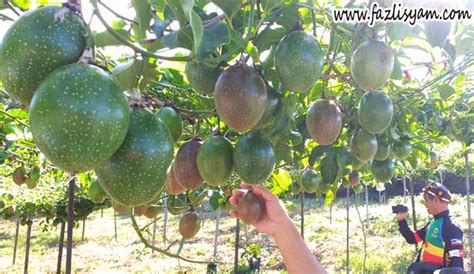 Kebun Buah Markisa – Segalanya Tentang Tumbuhan…