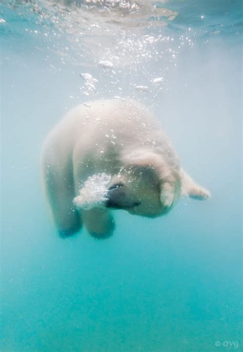 Underwater Polar Bears by Olga Gladysheva | FREEYORK