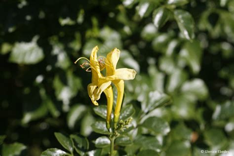 Tecoma capensis – PLANTBOOK