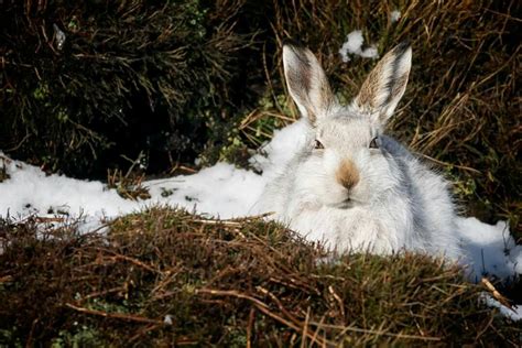 Mountain hare in its winter colours. John Spencer Photography in 2024 ...