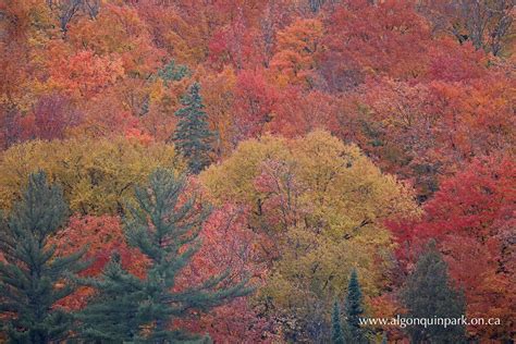 Fall Colour Report | Algonquin Provincial Park | The Friends of ...