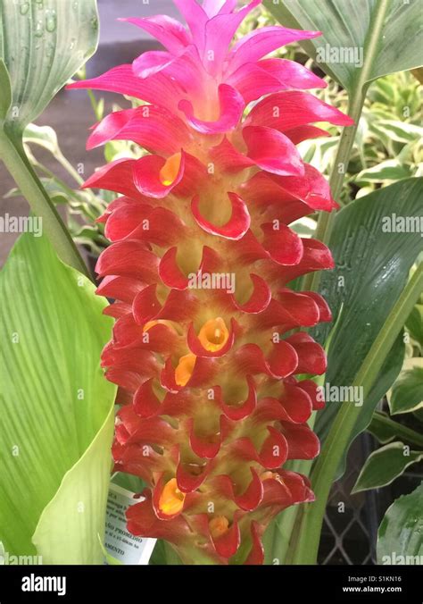 Orange torch ginger flower Stock Photo - Alamy