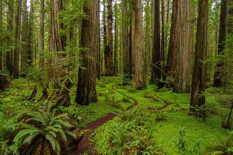 Discover 5 of America’s Old-Growth Forests - American Forests