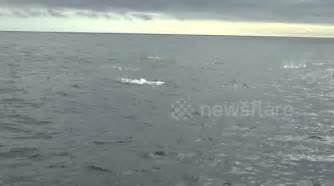 Orca Hunting in North Sea - Buy, Sell or Upload Video Content with ...