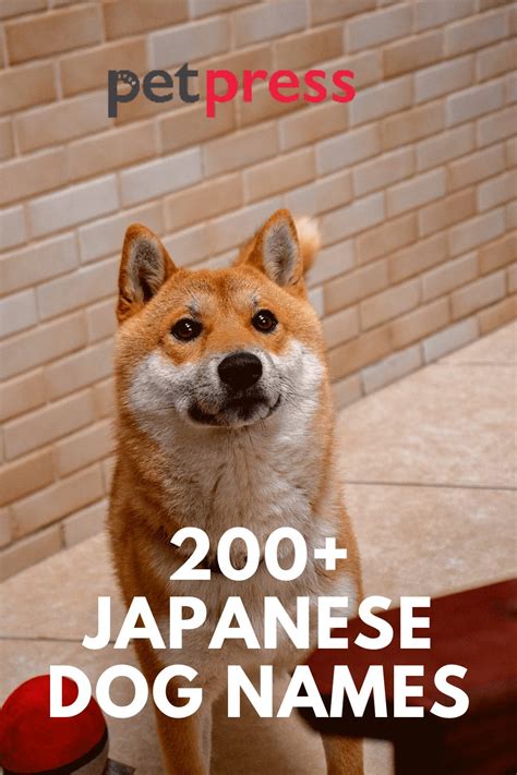 200+ Popular Male And Female Japanese Dog Names