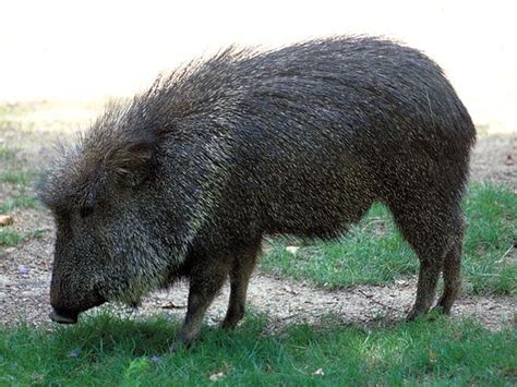 The Chacoan peccary is endemic to the generally hot and dry Gran Chaco ...