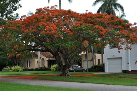 Gulmohar Tree Information, Uses and Growing Tips